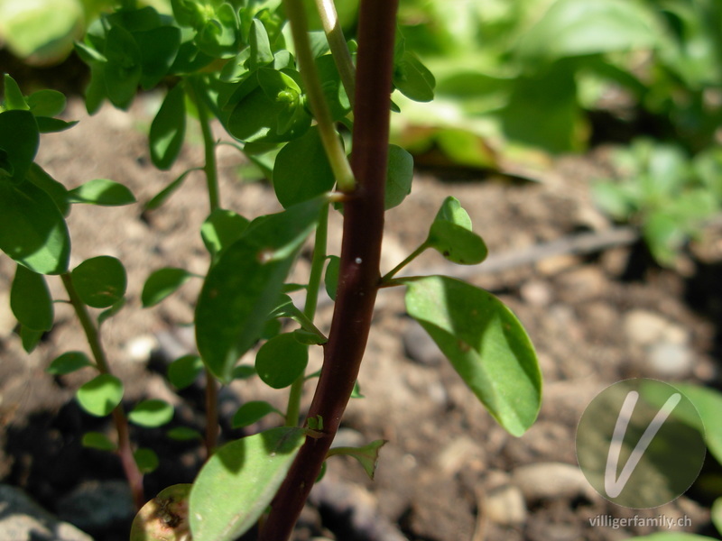 Garten-Wolfsmilch: Stengel