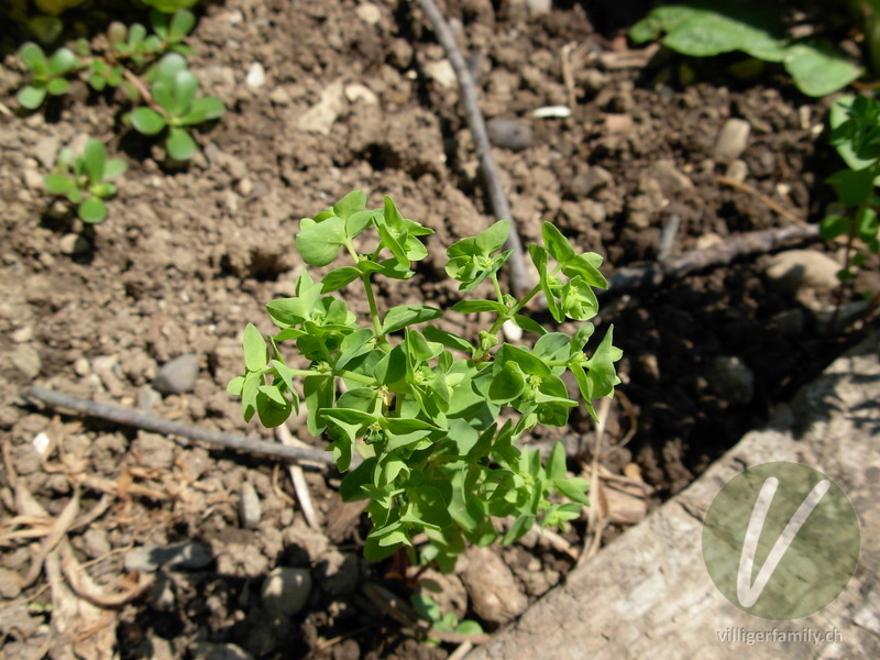 Garten-Wolfsmilch: Blätter