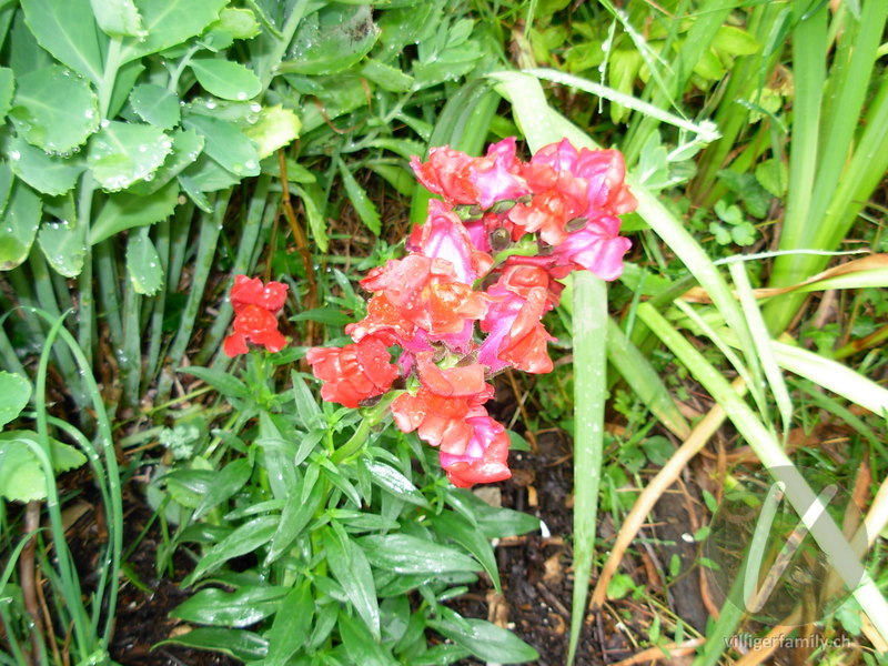 Garten-Löwenmaul: Blüten, Gesamtbild