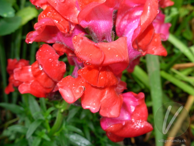 Garten-Löwenmaul: Blüten
