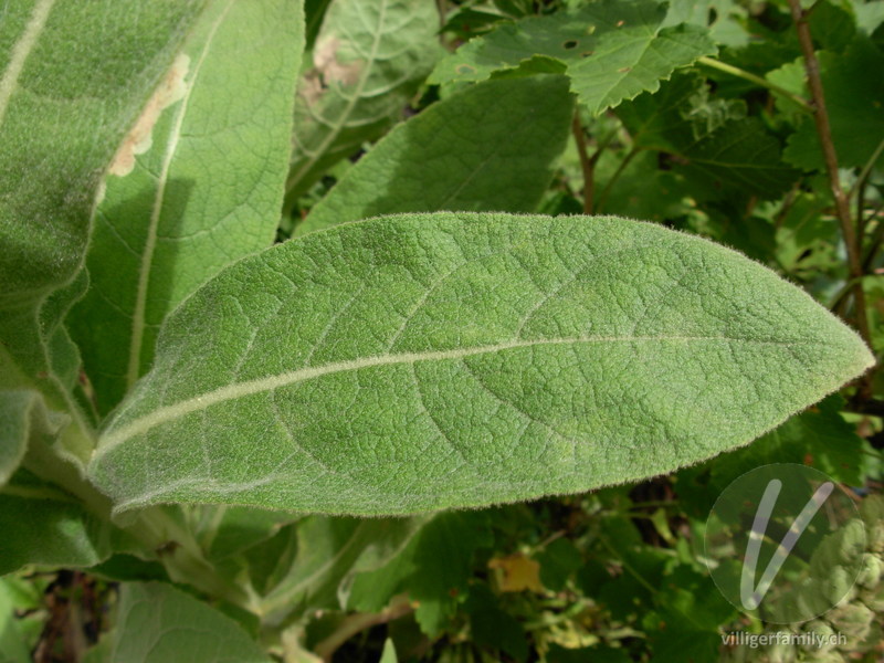 Gewöhnliche Kleinblütige Königskerze: Blätter