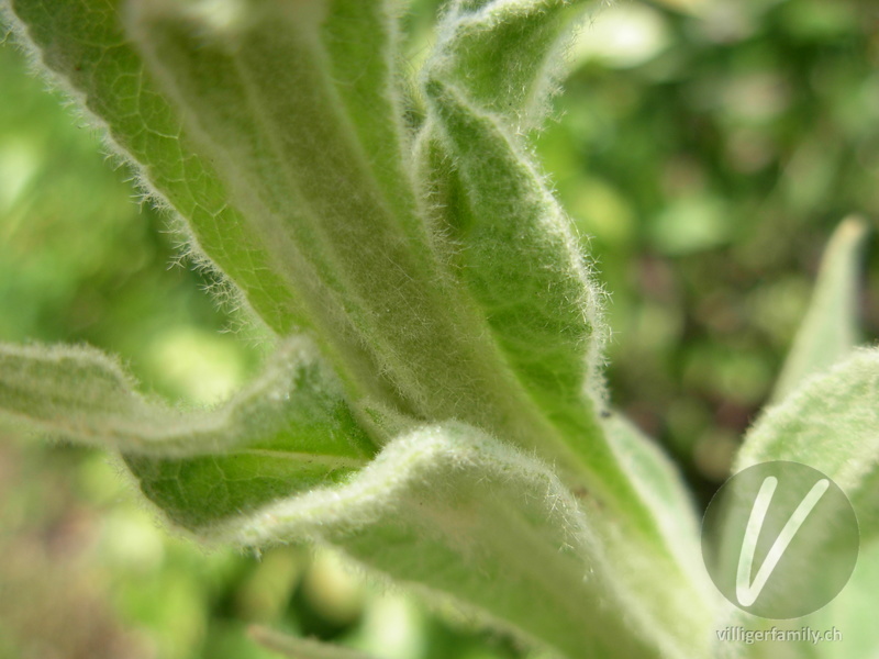 Gewöhnliche Kleinblütige Königskerze: Blätter, Stengel