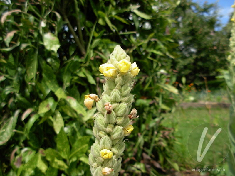 Gewöhnliche Kleinblütige Königskerze: Blüten