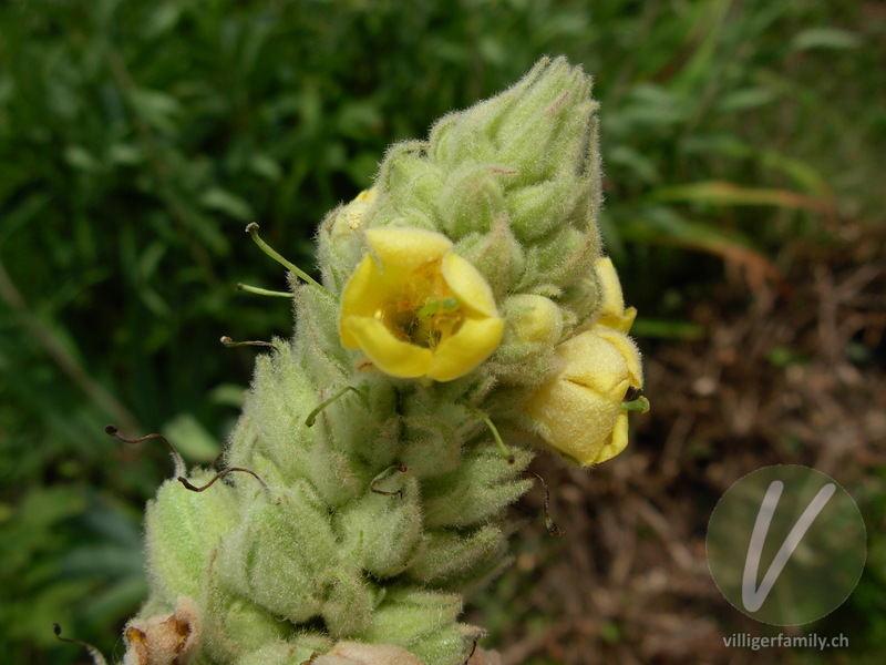 Gewöhnliche Kleinblütige Königskerze: Blüten