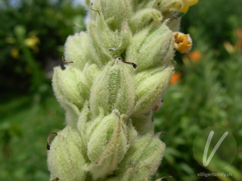 Gewöhnliche Kleinblütige Königskerze: Blüten