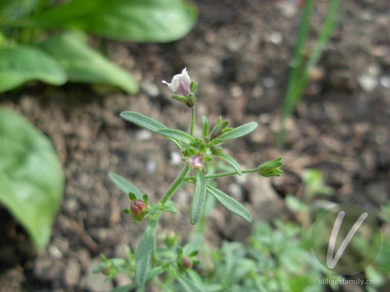 Kleines Leinkraut: Blüten, Blätter