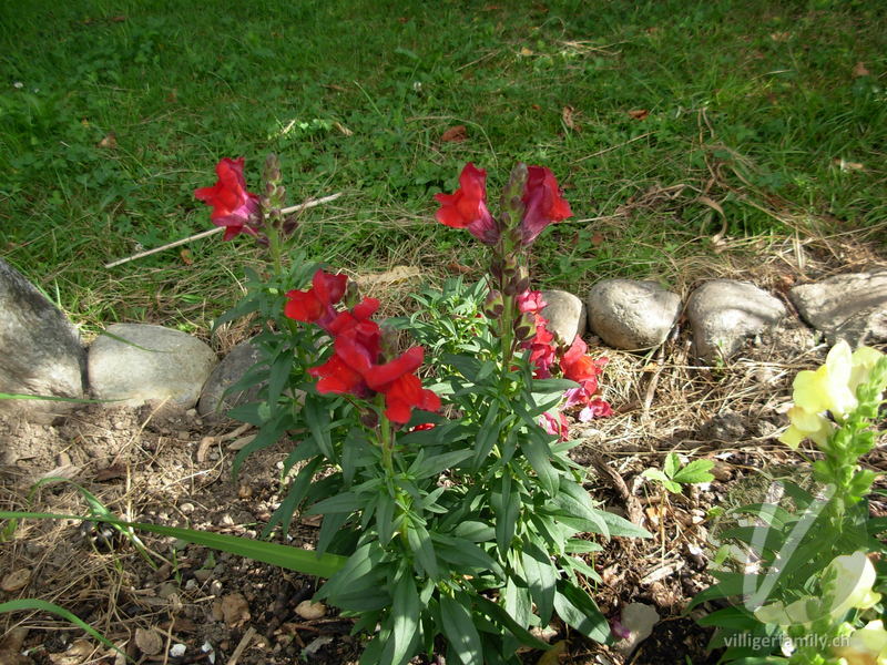 Garten-Löwenmaul: Blüten, Gesamtbild