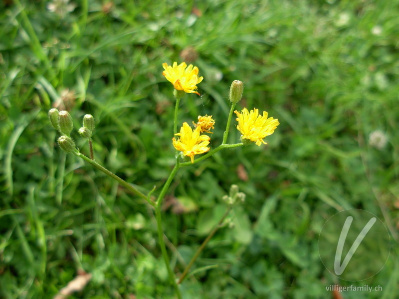 Kleinköpfiger Pippau: Blüten