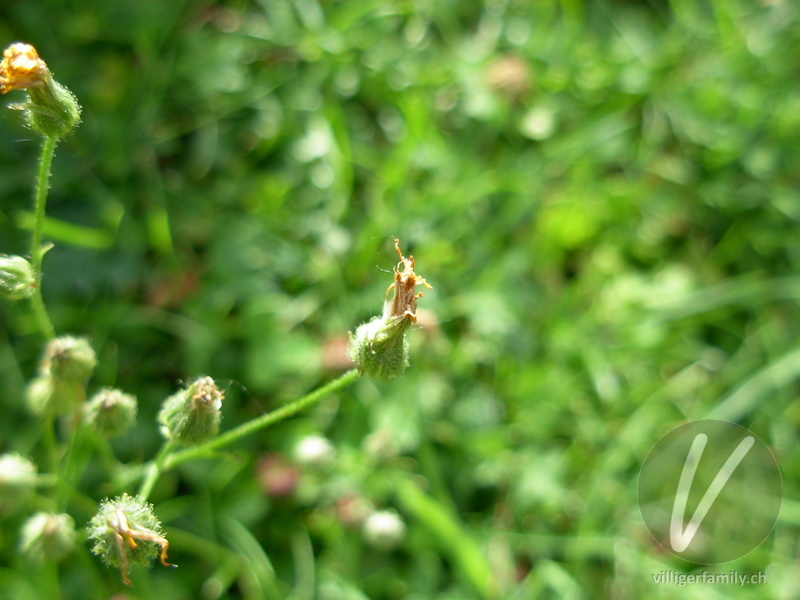 Kleinköpfiger Pippau: Blüten