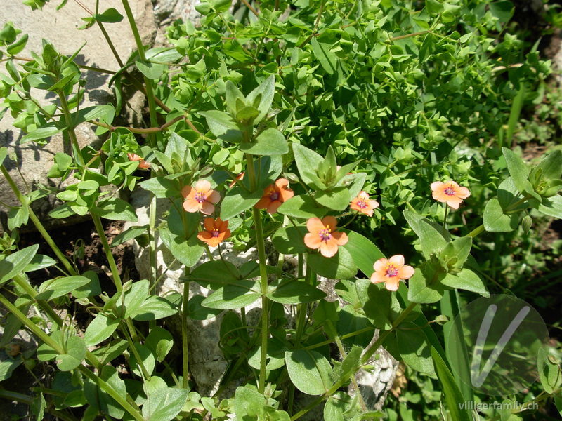 Acker-Gauchheil: Blüten, Gesamtbild
