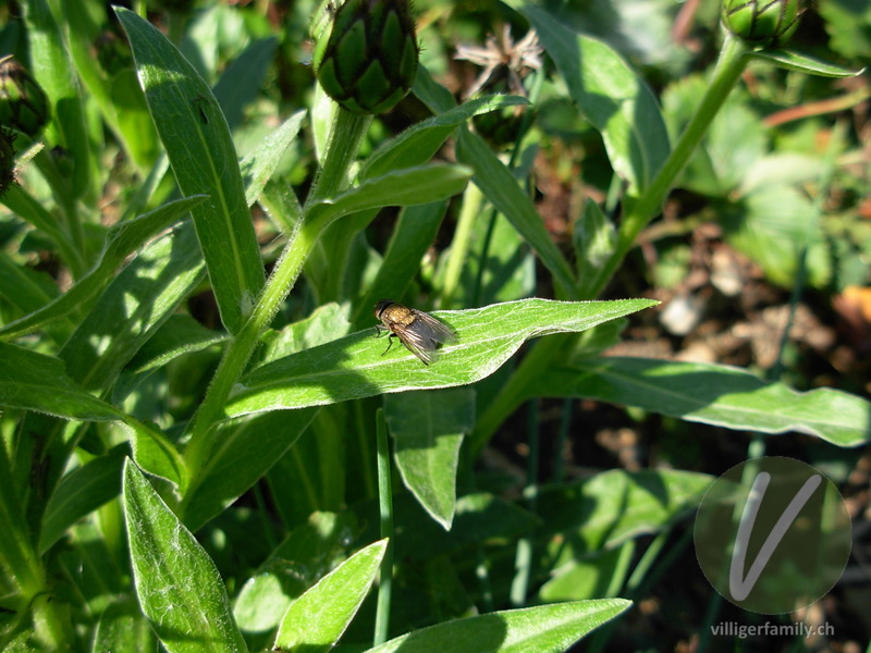 Kurzrüssliger Wollschweber: 
