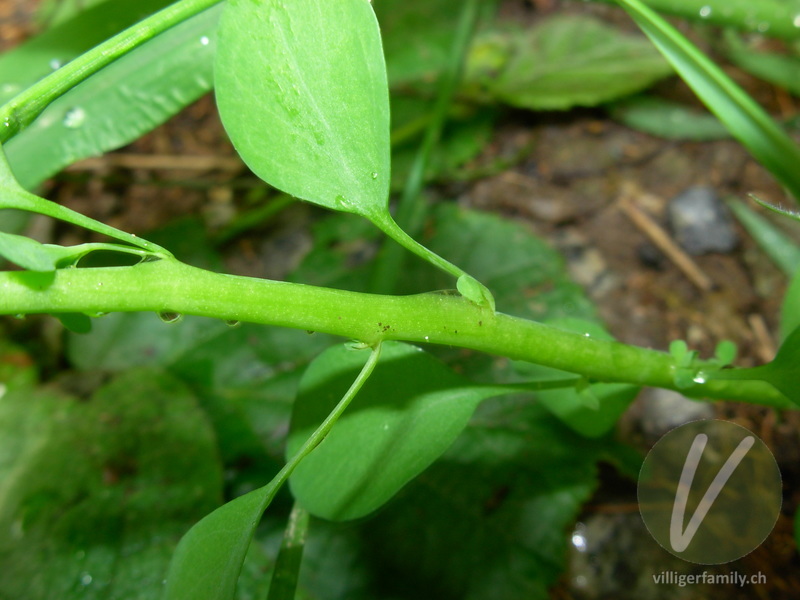 Garten-Wolfsmilch: Stengel