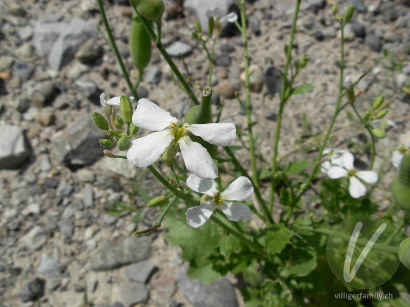 Acker-Rettich: Blüten