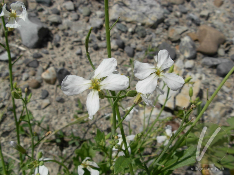 Acker-Rettich: Blüten