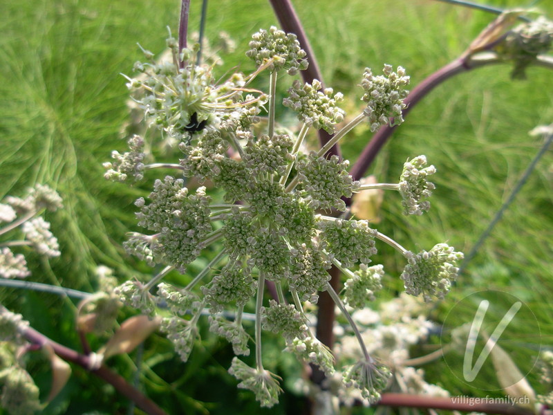 Wilde Brustwurz: Blüten