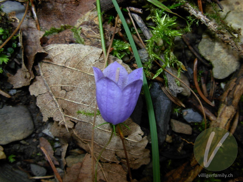 Niedliche Glockenblume: Blüten