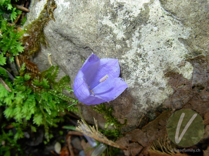 Niedliche Glockenblume: Blüten