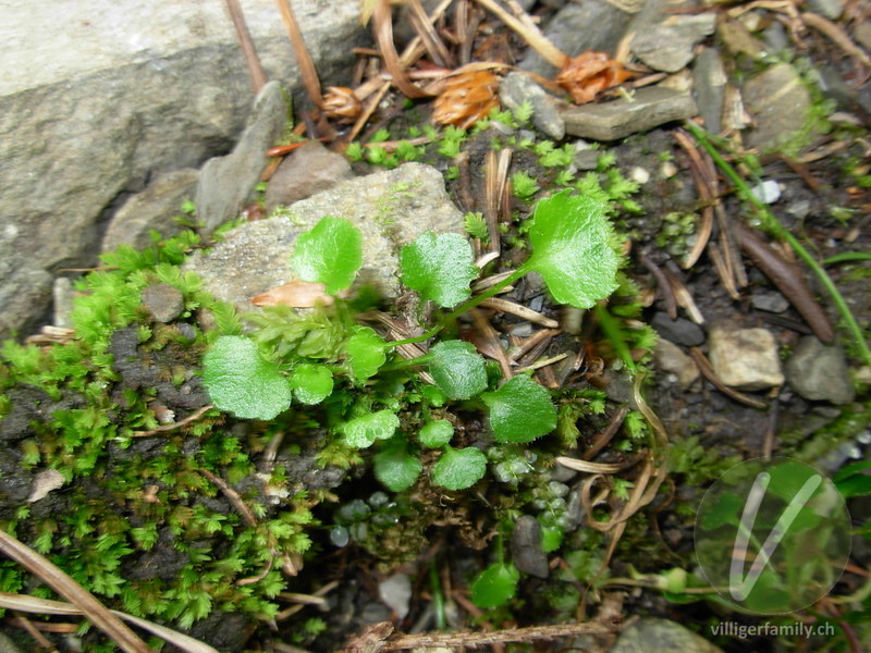 Niedliche Glockenblume: Blätter