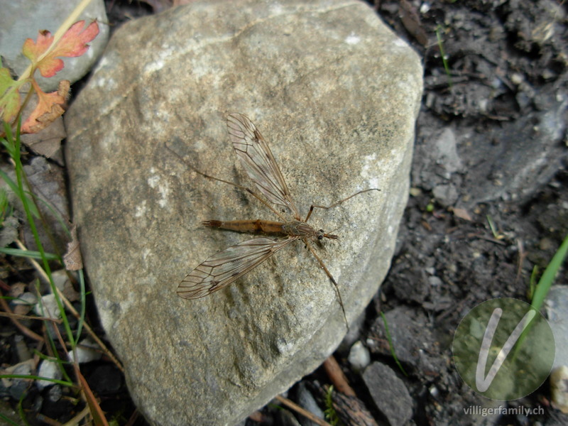 Alpen-Schnake: 