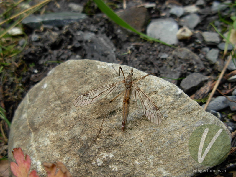 Alpen-Schnake: 