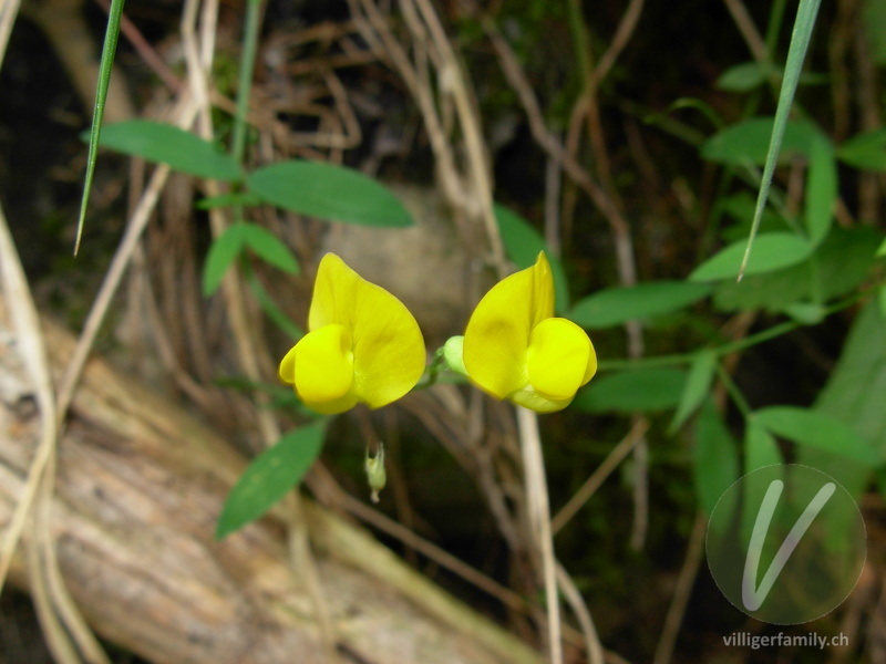 Wiesen-Platterbse: Blüten
