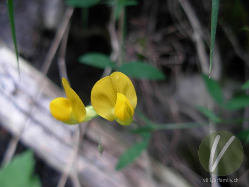 Wiesen-Platterbse: Blüten