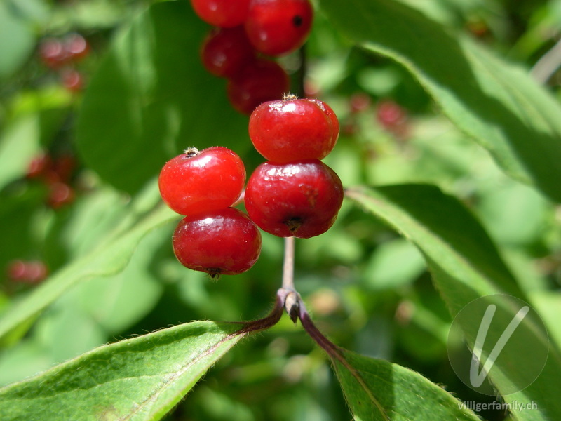 Rote Heckenkirsche: Früchte