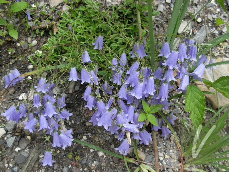 Niedliche Glockenblume: Blüten, Gesamtbild