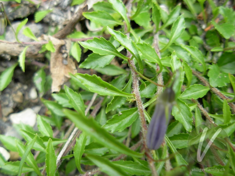 Niedliche Glockenblume: Blätter, Stengel
