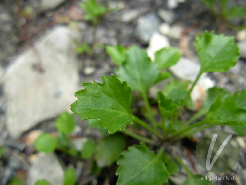 Niedliche Glockenblume: Blätter