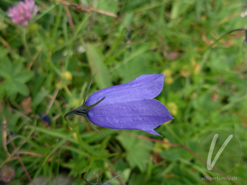 Scheuchzers Glockenblume: Blüten