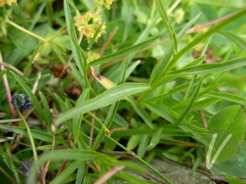 Scheuchzers Glockenblume: Blätter