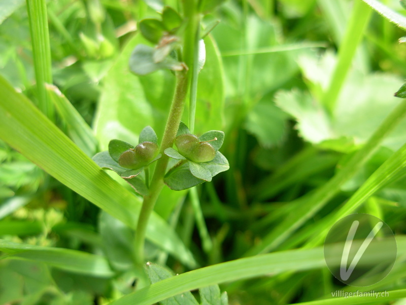 Gewöhnlicher Thymian-Ehrenpreis: Früchte