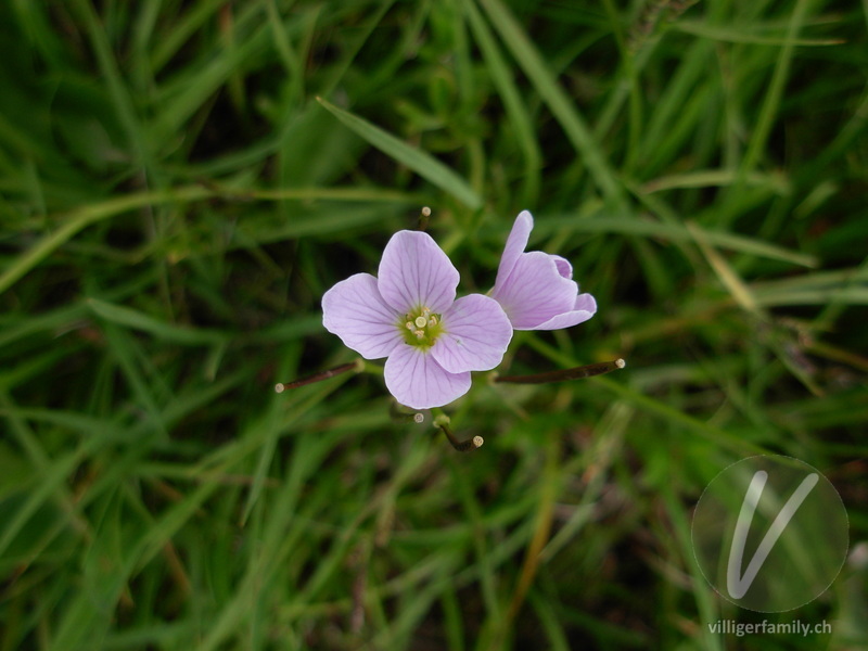 Gewöhnliches Wiesen-Schaumkraut: Blüten