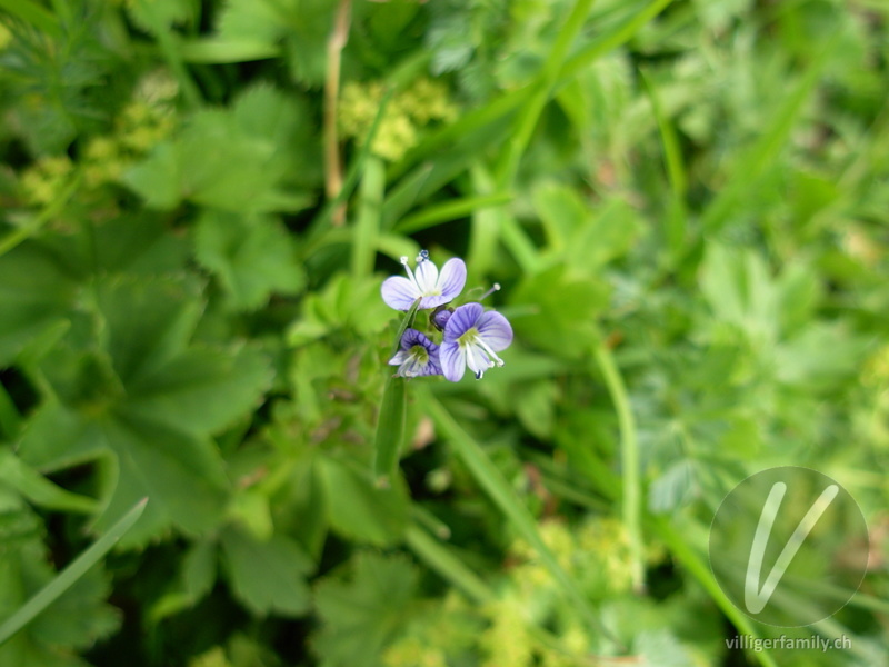 Gewöhnlicher Thymian-Ehrenpreis: Blüten