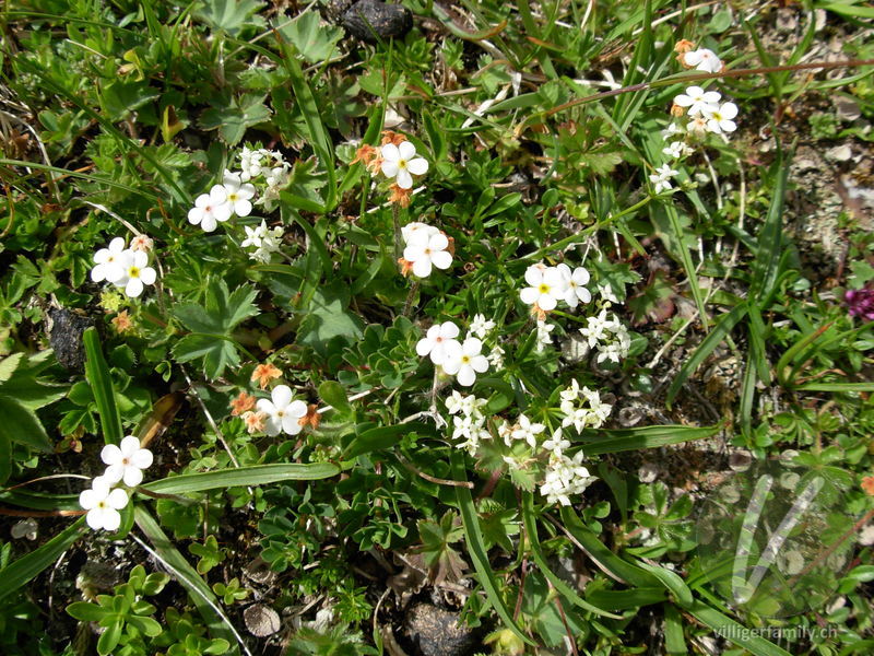 Bewimperter Mannsschild: Blüten, Gesamtbild