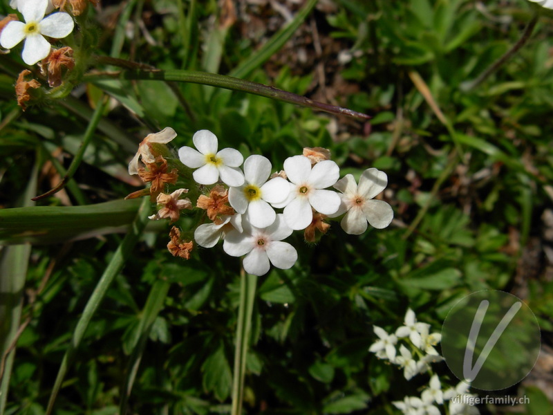 Bewimperter Mannsschild: Blüten