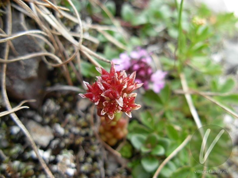 Dunkler Mauerpfeffer: Blüten