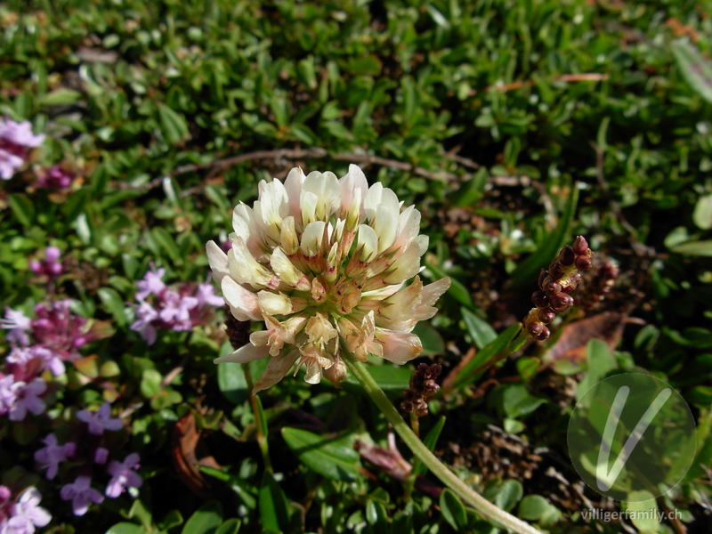 Kriechender Klee: Blüten
