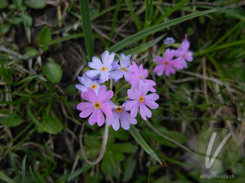 Mehl-Primel: Blüten