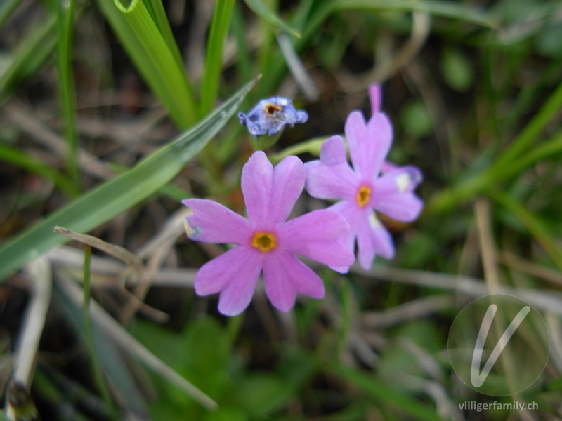 Mehl-Primel: Blüten