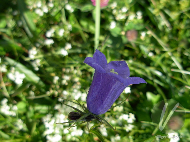 Rundblättrige Glockenblume: Blüten