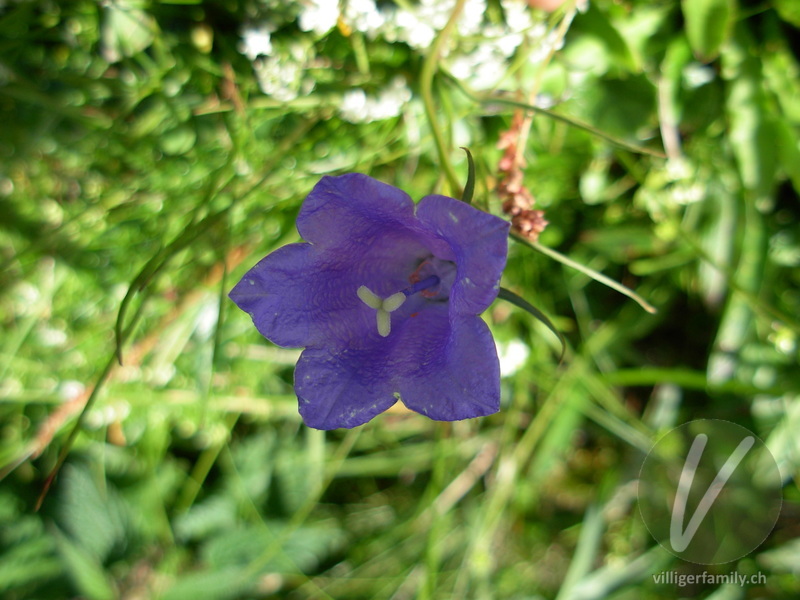 Rundblättrige Glockenblume: Blüten