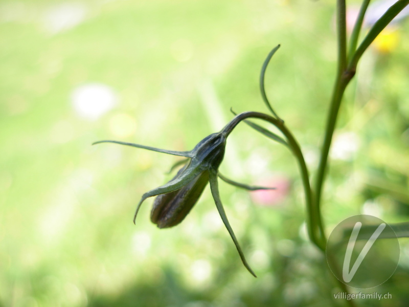 Rundblättrige Glockenblume: Blüten