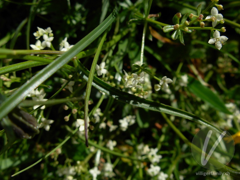 Rundblättrige Glockenblume: Blätter