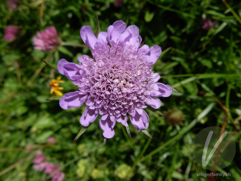 Glänzende Skabiose: Blüten