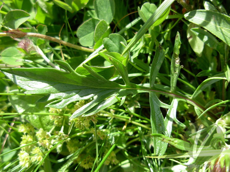 Glänzende Skabiose: Blätter