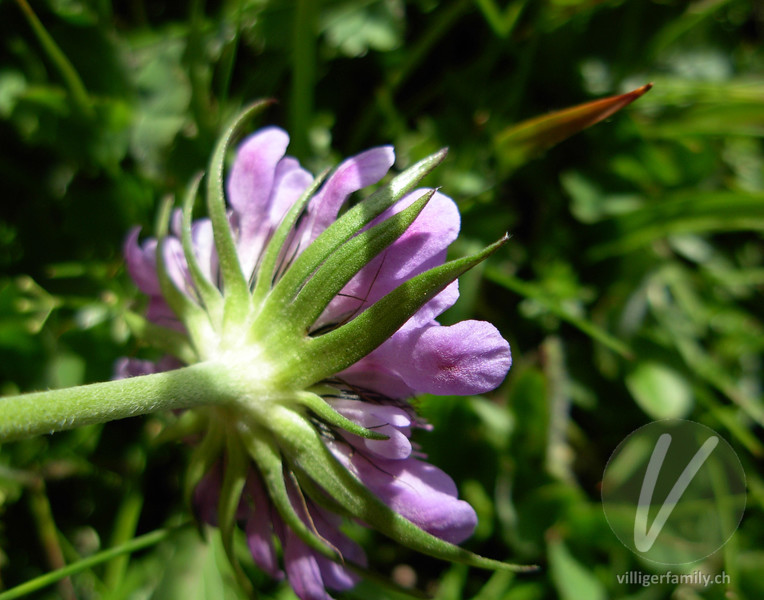 Glänzende Skabiose: Blüten