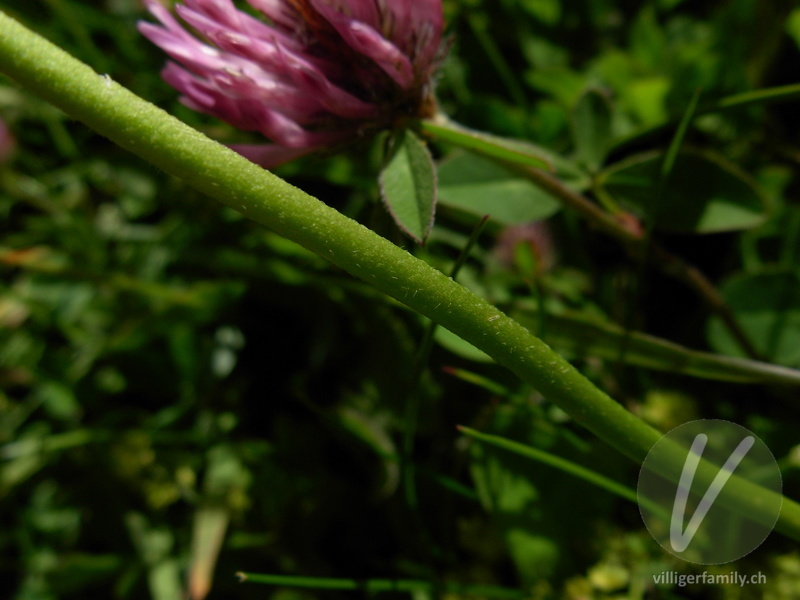 Glänzende Skabiose: Stengel