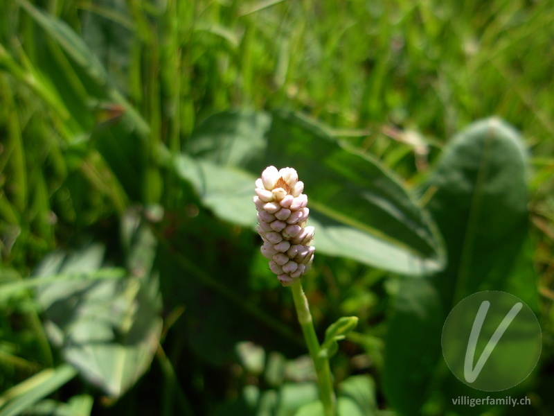 Schlangen-Knöterich: Blüten